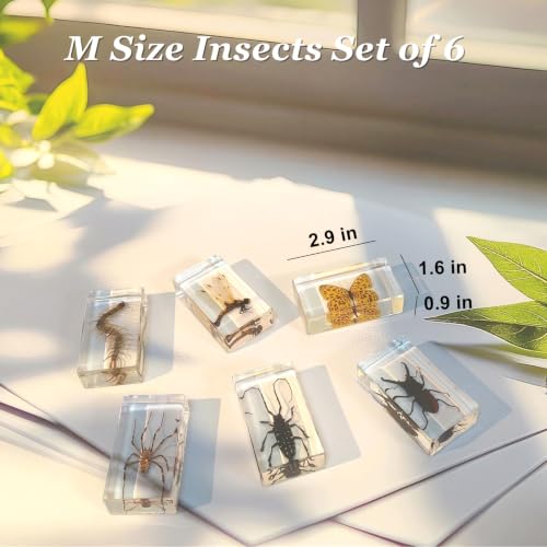 6 Pcs Taxidermy Bugs in Resin, Specimen Insects Butterfly Centipede Beetle - size: 6 ML Insects