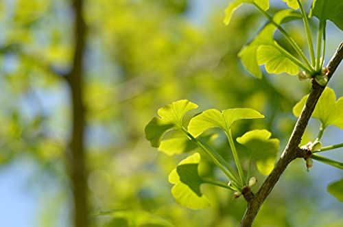 Jurassic Ginkgo | Tree Seed Grow Kit | The Jonsteen Company