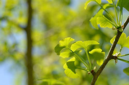 Jurassic Ginkgo | Tree Seed Grow Kit | The Jonsteen Company