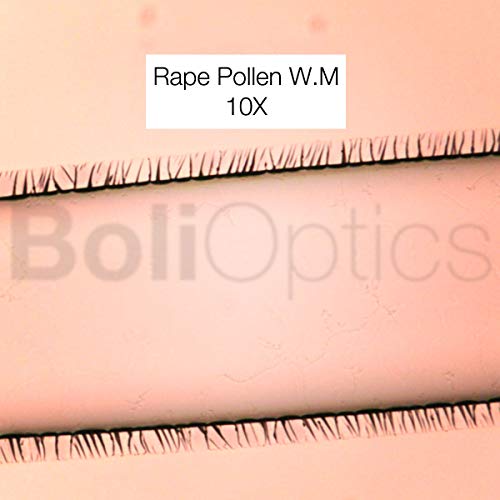 BoliOptics 100 Prepared Microscope Slides General Biology Specimen Set Plant Animal Human Anatomy Cells for Students Hobbyists Beginners Kids Homeschool, SL39901008
