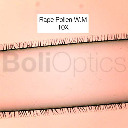 BoliOptics 100 Prepared Microscope Slides General Biology Specimen Set Plant Animal Human Anatomy Cells for Students Hobbyists Beginners Kids Homeschool, SL39901008