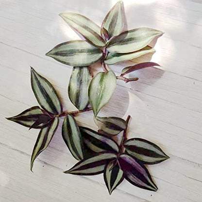 No Root Plant cuttings from USKC (3pcs Tradescantia ' Zebrina' no Root cuttings) - color: 3pcs Tradescantia ' Zebrina' no root cuttings