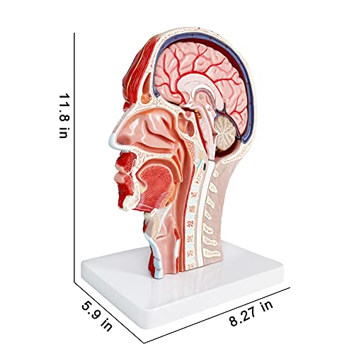 Human Half Head Superficial Neurovascular Musculature Model with Brain - style: Model with Removable Brain