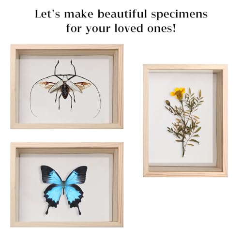 Saihisday Insect Display Case Box Small Bug Display Case Shadow Box