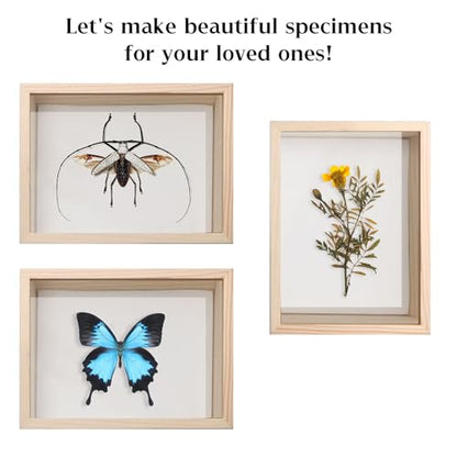 Saihisday Insect Display Case Box Small Bug Display Case Shadow Box