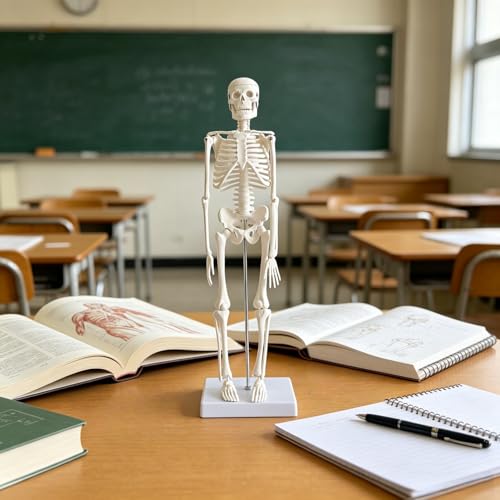 WEEK NINE 17" Mini Human Skeleton Model for Anatomy