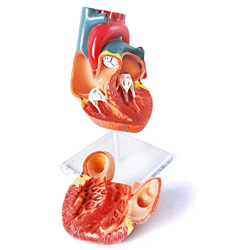 Merinden Human Heart Model for Anatomy, Life Size 2 Part