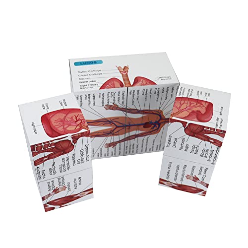 kaitnax Human Anatomical Poster Set Anatomy Study Cube Medical Student Learning Tool Anatomy Chart Set, 9 Parts Heart, Muscular, Skeletal, Digestive, Circulatory etc. Gift Package 3.9"X3.9"