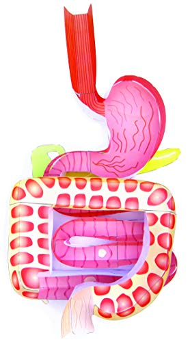 NewPath Learning Digestive System 3-D Paper Model Making Kit, Set/5 Full-Color, Paper Model Templates & Teacher Guide (24-7771)