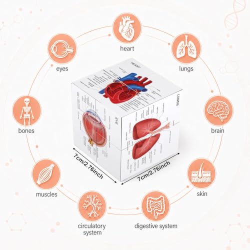 MinFyberd Human Anatomy Study Cube 2.76" Anatomical Poster Study 9 Parts of The Human Body Heart Brain Lung Skin Muscular Skeletal Digestive etc Medical Student Learning Tool Gift for Students & Nurse