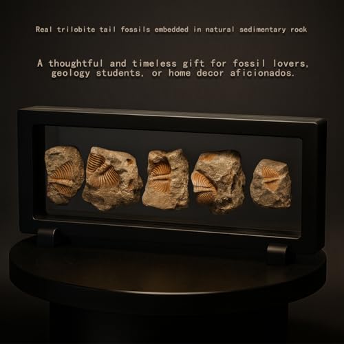 Trilobite Fossil Display Set – 5PCS Authentic Prehistoric Fossils in Rock, Educational Science Specimens for Kids & Adults, Geological Collection, Unique Gift for Collectors and Classroom Use