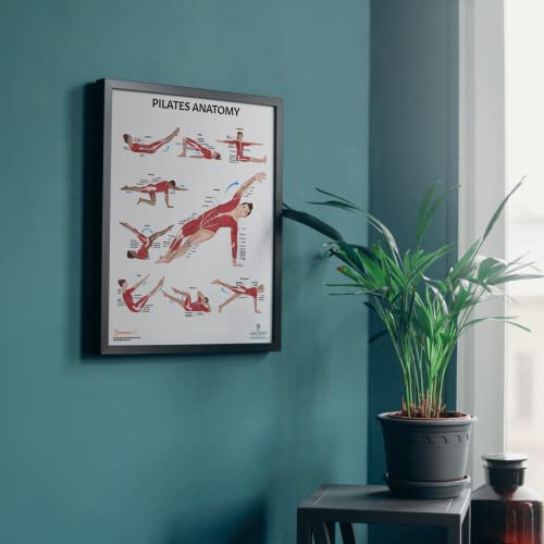 Anatomy Lab Pilates and Muscular Anatomy Poster Set - color: Pilates + Muscular