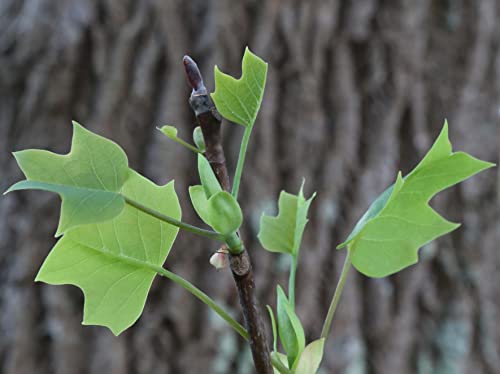 Tulip Poplar | Tree Seed Grow Kit | The Jonsteen Company