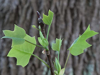 Tulip Poplar | Tree Seed Grow Kit | The Jonsteen Company