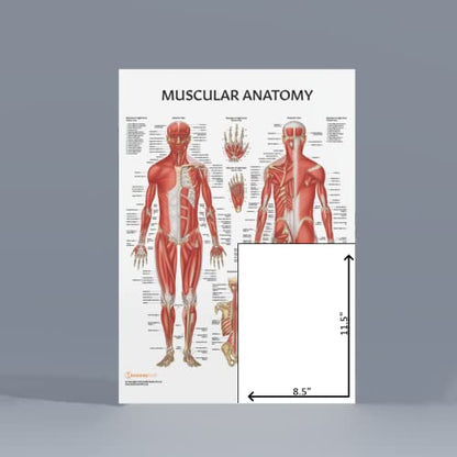 Anatomy Lab 2 PACK Muscular, Yoga Anatomy Poster Set - color: Yoga + Muscular