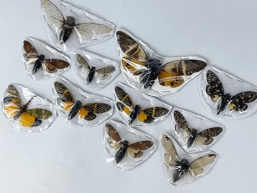 10 Real Mounted Insect Specimens Shadow Box Cicada Beetle Scorpion VESET7 - color: 10 Real Cicada