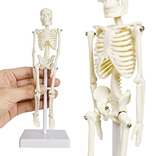 21cm Human Skeleton Model Skeleton Human Model Adult Small Skeleton Teaching Model Spine Whole Body