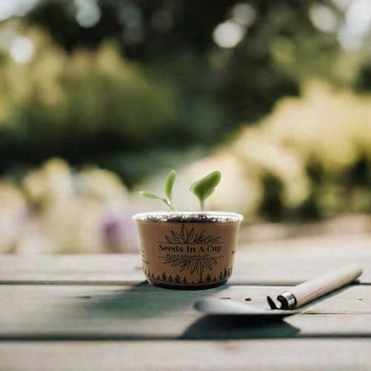 Birch Tree | Seed Starter Grow Kit | Seeds in A Cup® - style: White Birch