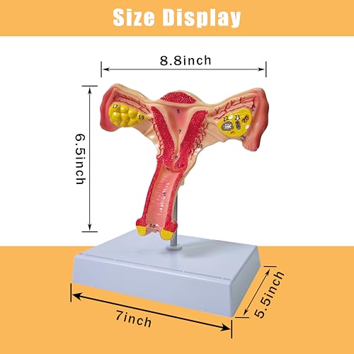 Human Uterus Anatomy Models, Female Ovary Anatomical Model, Anatomy and Physiology Study Tools for Medical, Educational, or Teaching, with Detailed Product Manual