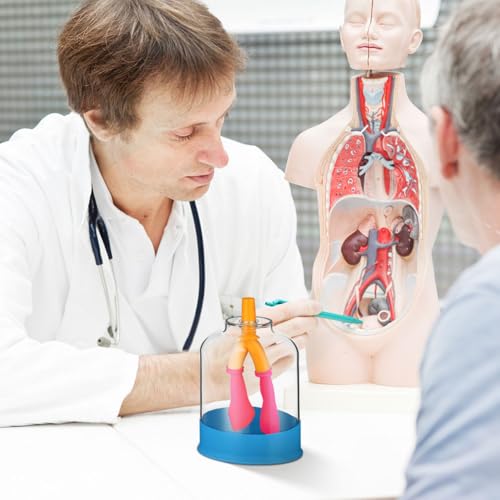 ULTECHNOVO Human Lung Breathing Model, Compact Anatomical Diaphragm Movement Demonstration Kit for School Science Classroom & Biology Lab, Educational Interactive Anatomy Learning Aid for Kids Student