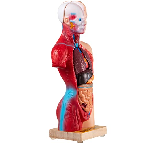 VEVOR Human Torso Anatomy Model, 15 Parts, 11 Inch Human Body Model w/Brian Skull Head Heart and Removable Organs, Display Base & Product Manual Included, for Student Education Learning Display
