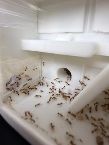 Desktop Ant Farm(White) - color: White