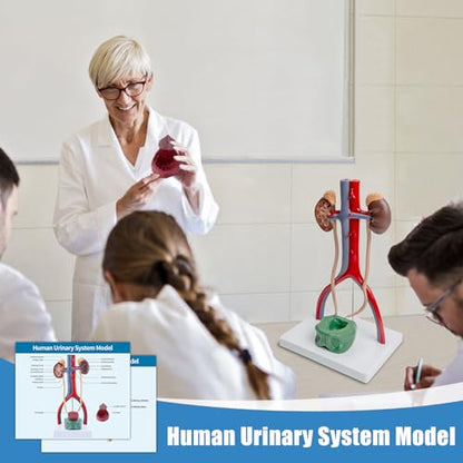 Male Urinary System Anatomy Model, Human Life Size Removable Bladder Kidneys Ureters and Adrenal Glands with Product Manual Card and PVC Base Labeled Numbered for Medical Education Study