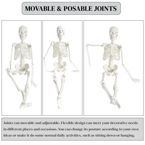 WEEK NINE 17" Mini Human Skeleton Model for Anatomy