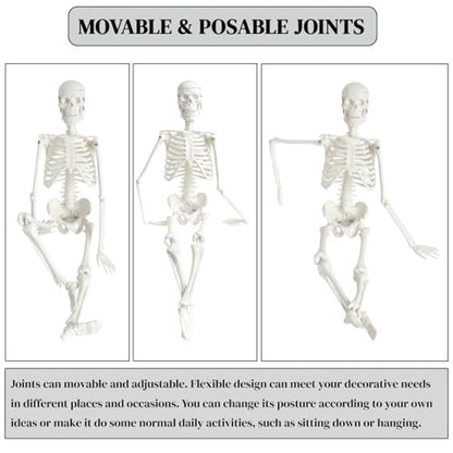 WEEK NINE 17" Mini Human Skeleton Model for Anatomy
