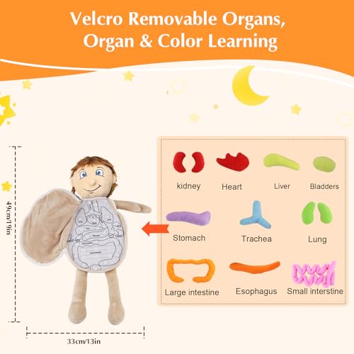 Vocheer Human Body Anatomy Toy, Montessori Preschool Educational Plush - color: Blue