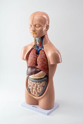 NEW HORIZON 20" Removable 12 Parts Human Torso Model,Showing Section of Brain,Neck Dissected Exposes Muscular Neural,Vascular and Glandular Structure,Anatomy Model for Medical,Educational apparatus
