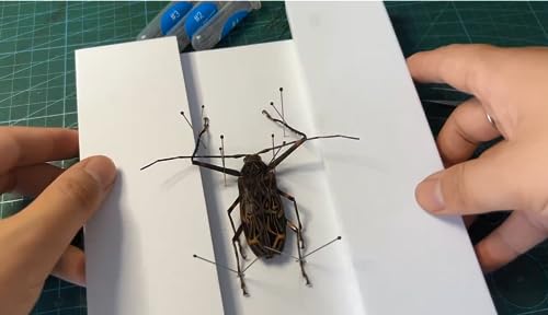 Making Insect Specimen Tools Kit, Insect Pins,Insect Pinning Board, Wings Pressing Paper,Tweezers, Scissors, Insect Display Case, Insect Collection for Bug Hobbyist/Biology Projects - size: Display Case Box Kit