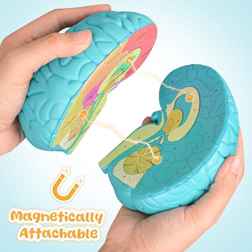 Cross-Section Brain Model, Human Brain Anatomy Model, 2 Pieces Foam Brain for Science Education and Anatomy Learning