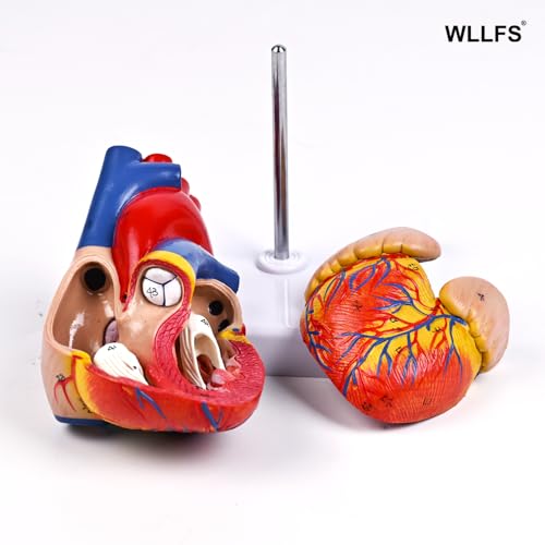 Life Size Human Heart Model, 2-Part Detachable Anatomical Heart Model with Magnets, Accurate Medical Anatomy Model for Classroom Teaching, Cardiology Study and Educational Display - size: Life Size