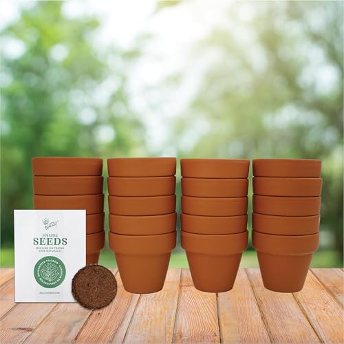 Buzzy Seeds Sunflower Grow Kit, 20-Pack Bulk Terracotta Pots, Indoor