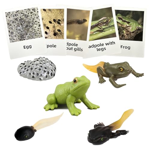 Mbrain5pcs Frog Growth Cycle with Flash Cards,Life Cycle Learning & Education Toys,Montessori Toys,Gift for Girl & Boy for 3 4 5 6 7 Year Old (Frog) - color: Frog