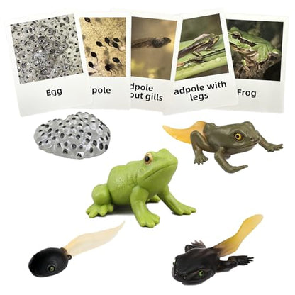 Mbrain5pcs Frog Growth Cycle with Flash Cards,Life Cycle Learning & Education Toys,Montessori Toys,Gift for Girl & Boy for 3 4 5 6 7 Year Old (Frog) - color: Frog