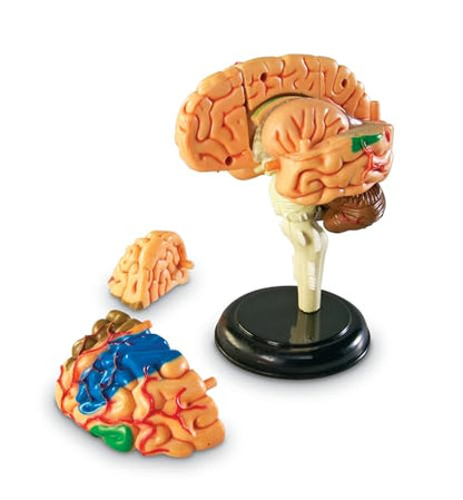 Learning Resources Human Anatomy Model Brain