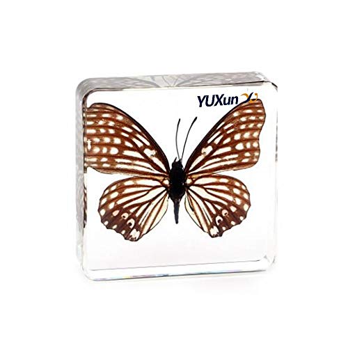 Real Insect Butterfly Specimen Paperweight Animal Taxidermy Collection Display Sciecne Classroom Specimen for Science Education (Butterfly 6) - color: Butterfly 6