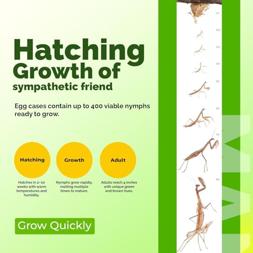 USMANTIS T Sinensis Praying Mantis Egg Cases Pack of 4 with Habitat Cup - size: Pack of 4