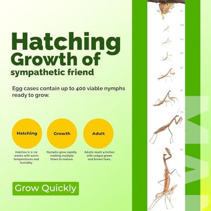 USMANTIS T Sinensis Praying Mantis Egg Cases Pack of 4 with Habitat Cup - size: Pack of 4