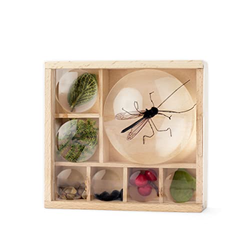 Kikkerland Huckleberry My Little Museum Bug Box Collection, Observation Bug House, 7 Compartments, in-Built Magnifying Lenses, for Insect Collecting