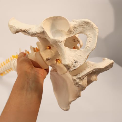 Axis Scientific 34" Life Size Spine Model with Nerves, Vertebrae, Arteries, Lumbar Column, Male Pelvis, Includes Durable Stand and Full Color Product Manual