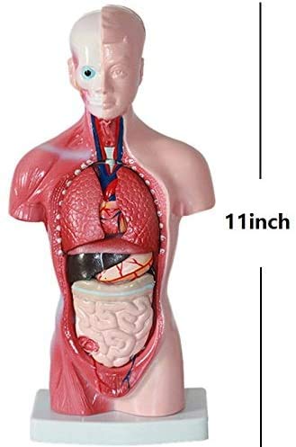 Human Torso Anatomy Model – Removable Organs, Heart, Brain, Lungs – Medical Educational Tool for Students, Teachers, Healthcare Professionals