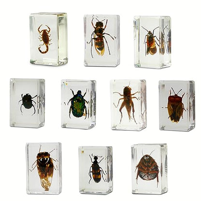 Geoworld 10 Insect Specimens Set - Real Beetles, Scorpions, Crickets in Resin with Magnifying Glass & Booklet - Great for Science Projects - Kids Scientific Educational Toy