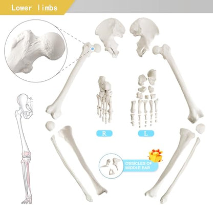 Life-Size 67" Unarticulated Human Skeleton Model