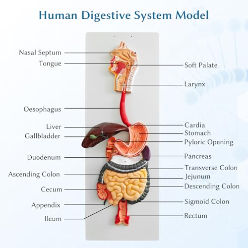 JNMFTD Human Digestive System Anatomy Model,Life Size 2 part Removable Stomach Nasal cavity Pharynx Liver Stomach Rectum Intestine with Product Manual Card Labeled Numbered for Medical Education Study