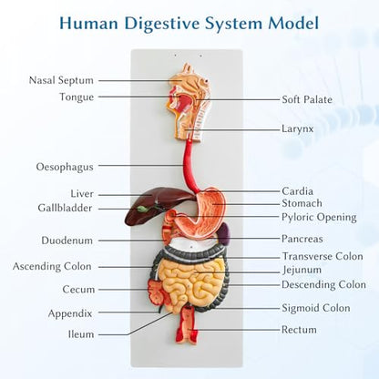 JNMFTD Human Digestive System Anatomy Model,Life Size 2 part Removable Stomach Nasal cavity Pharynx Liver Stomach Rectum Intestine with Product Manual Card Labeled Numbered for Medical Education Study