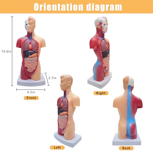 2026 New 11 inch Human Body Model for Anatomy, 15 Pcs Removable Human Torso Anatomy Model for Teaching, Medical Education Display, with Product Manual