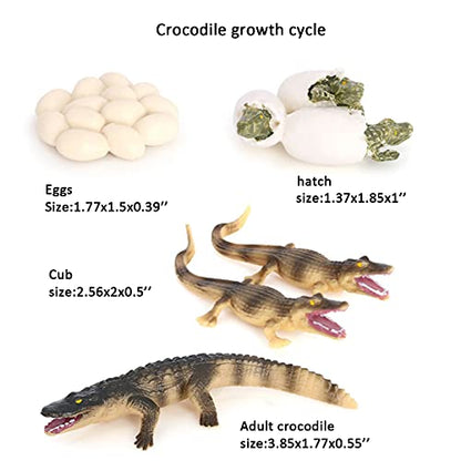 Crocodile Growth Cycle, Animal Growth Cycle Biological Model Toy Growth Stage Lifelike Crocodile Life Cycle Model Set for Kids Education Insect Themed Party Favors - style: Crocodile